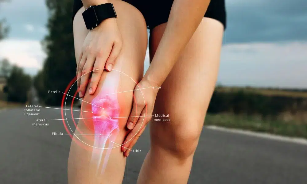 estructura de una rodilla