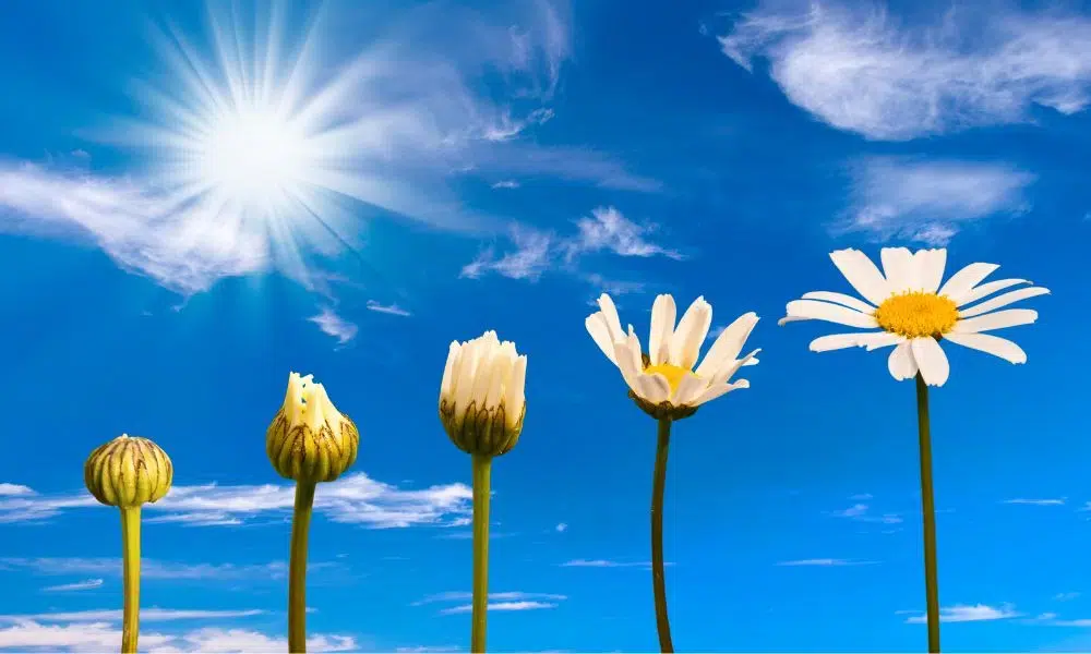 evolucion de una flor margarita y florecimiento